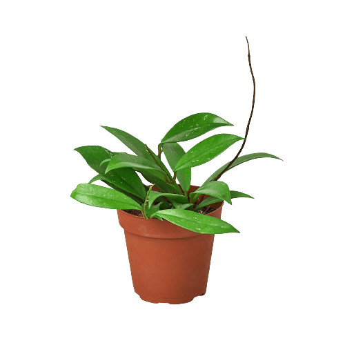 A top plant nursery near me showcases a vibrant plant in a pot against a striking black background.