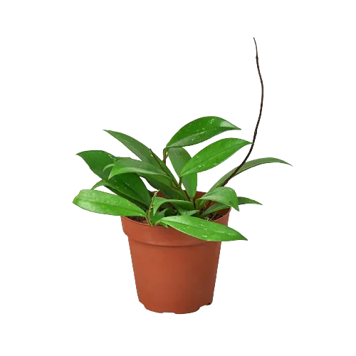 A plant in a pot on a black background at one of the top garden centers near me.