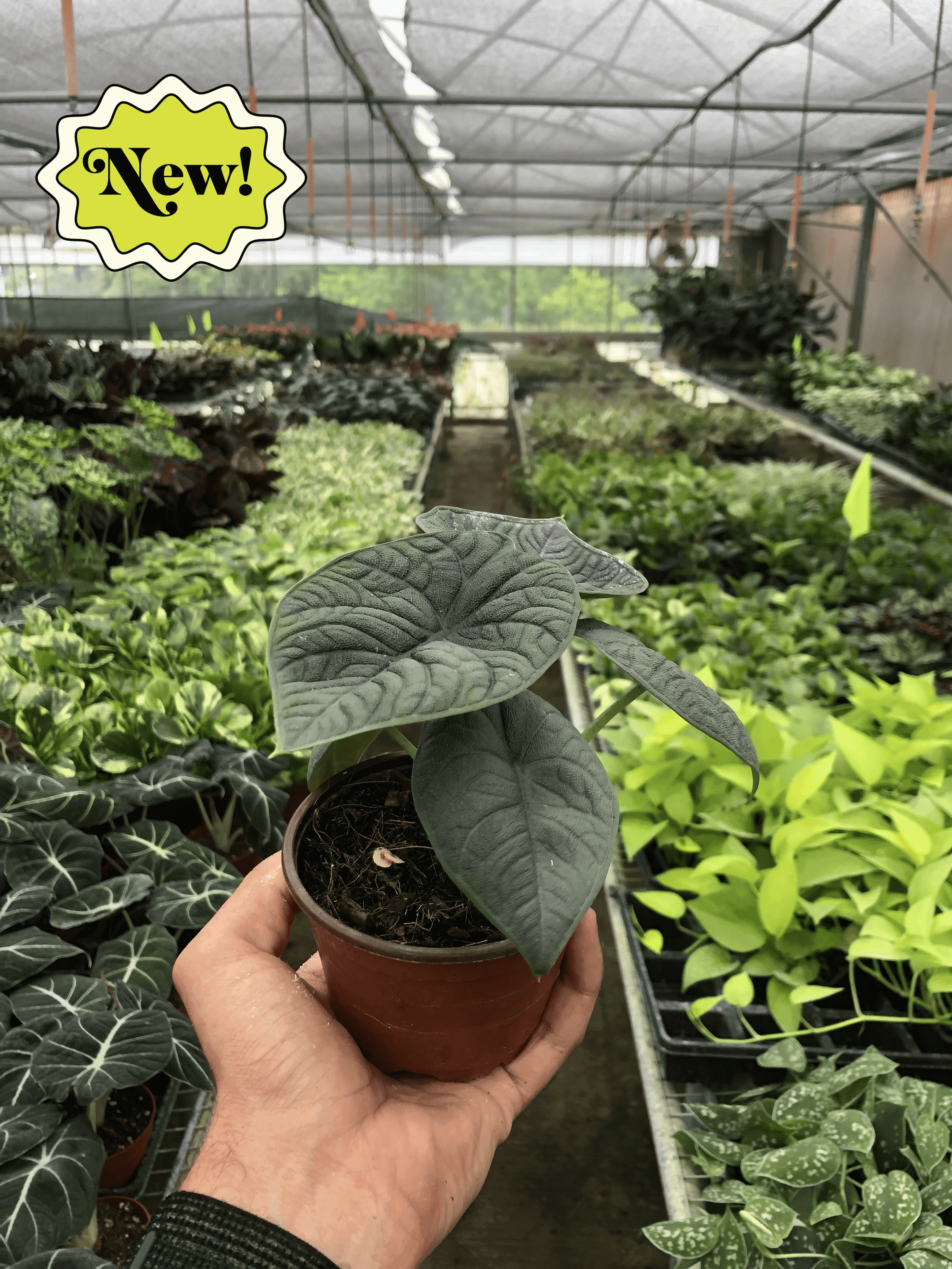 A hand holding a potted plant in a nearby nursery.