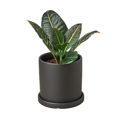 A plant in a black pot on a white background, sourced from the best garden nursery near me.