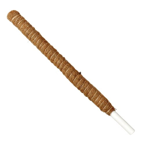 A wooden stick with a white tip at a nursery near me.