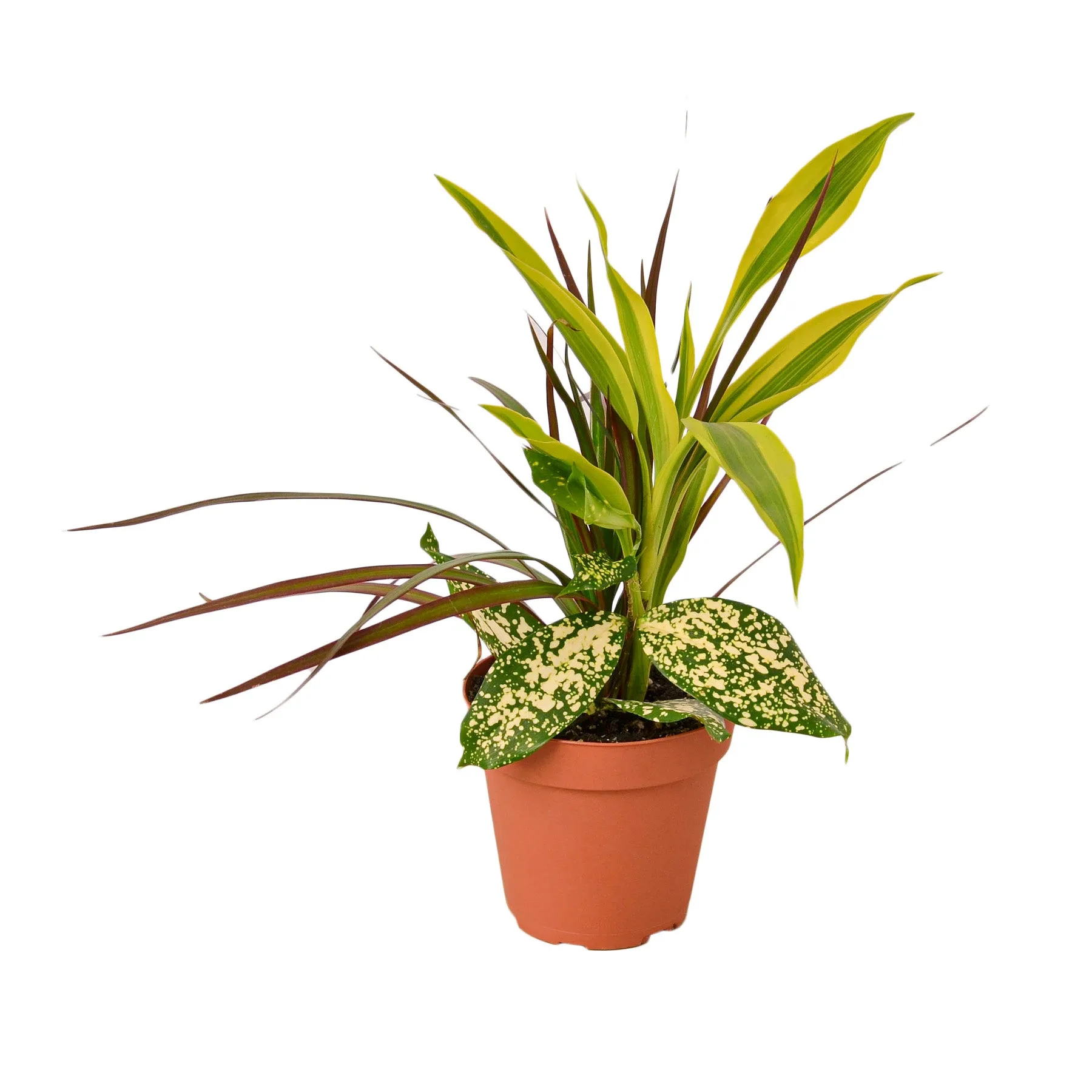 A plant in a pot on a white background, showcased in one of the best garden centers near me.