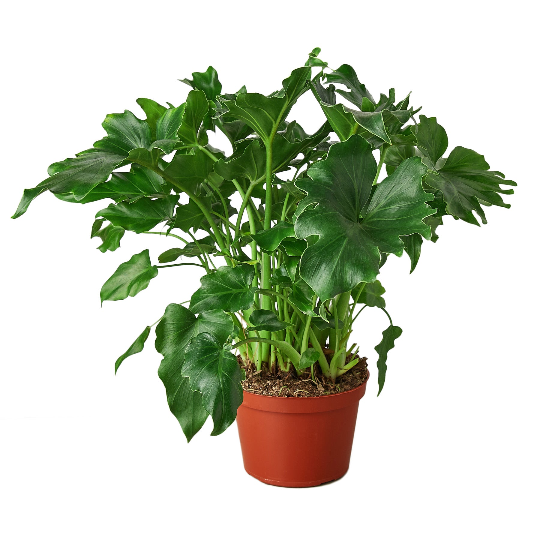 A large plant in a pot on a white background from the best plant nursery near me.