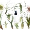A variety of air plants displayed on a clean white background.
