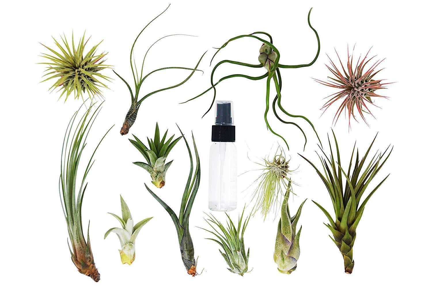 A variety of air plants displayed on a clean white background.