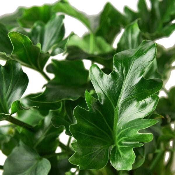 An exquisite close up of a vibrant plant with lush green leaves.