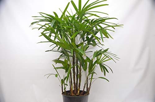 The best plant nursery near me showcases a graceful palm tree in a black pot, elegantly contrasted against a pristine white background.