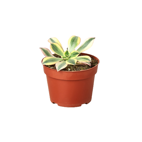 A succulent plant in a pot on a black background at one of the top garden centers near me.