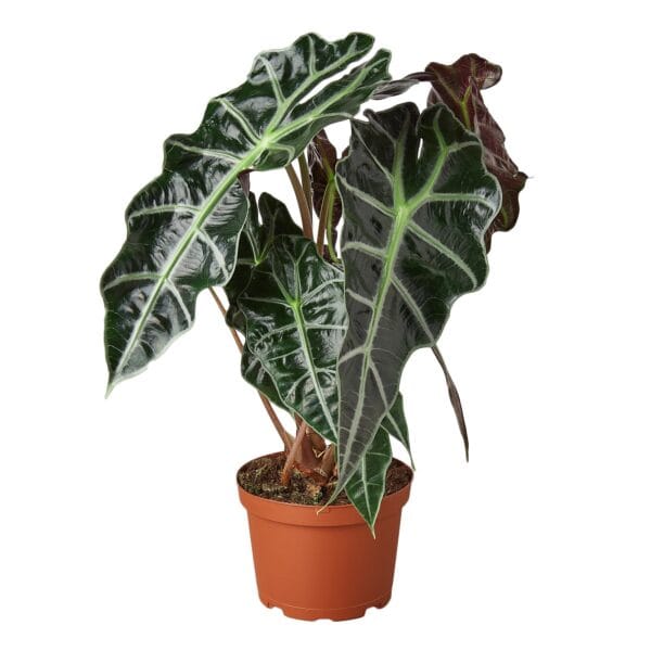 A plant with large leaves in a pot on a white background at one of the top garden centers near me.