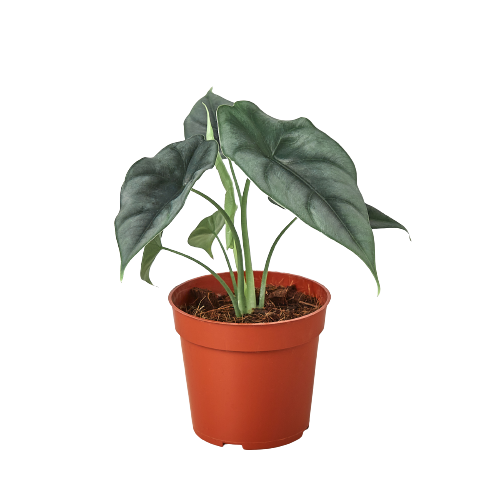 A plant in a pot displayed against a black background.
