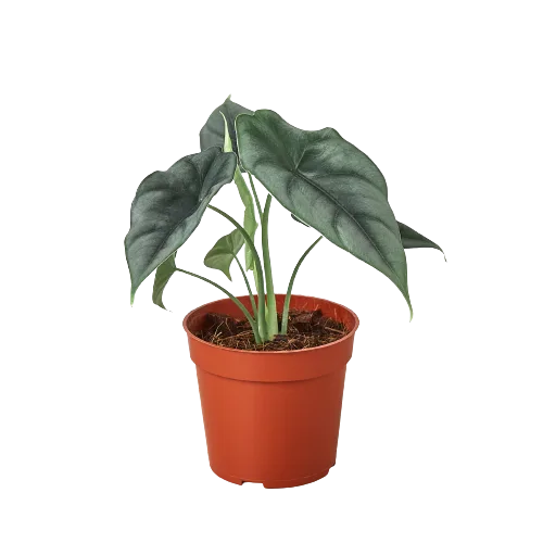A plant in a pot displayed against a black background.