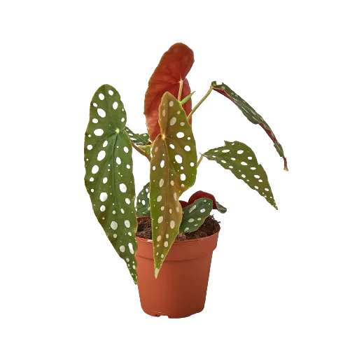 A vibrant plant with red and orange leaves in a decorative pot.