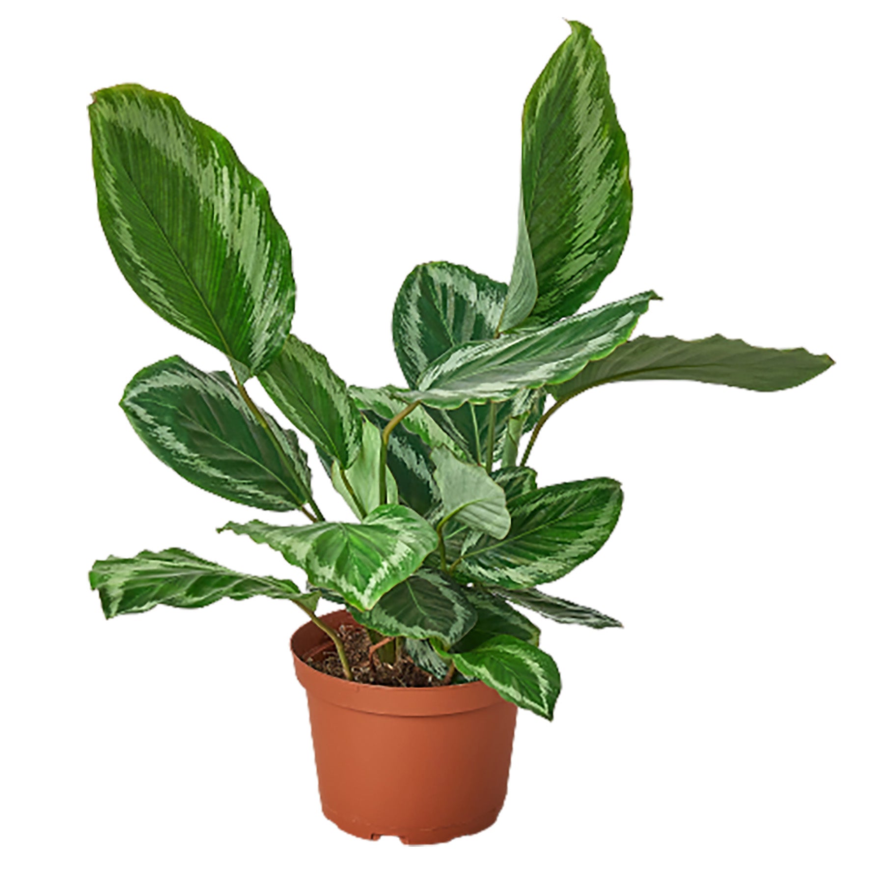 A potted plant with green leaves on a white background, available at the best garden center near me.
