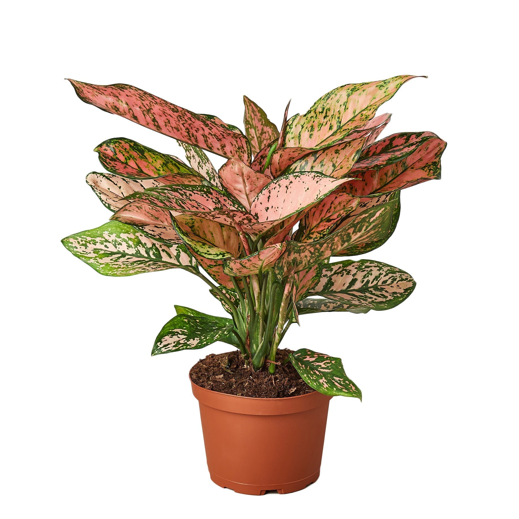 A plant with pink and white leaves in a pot, available at the best plant nursery near me.
