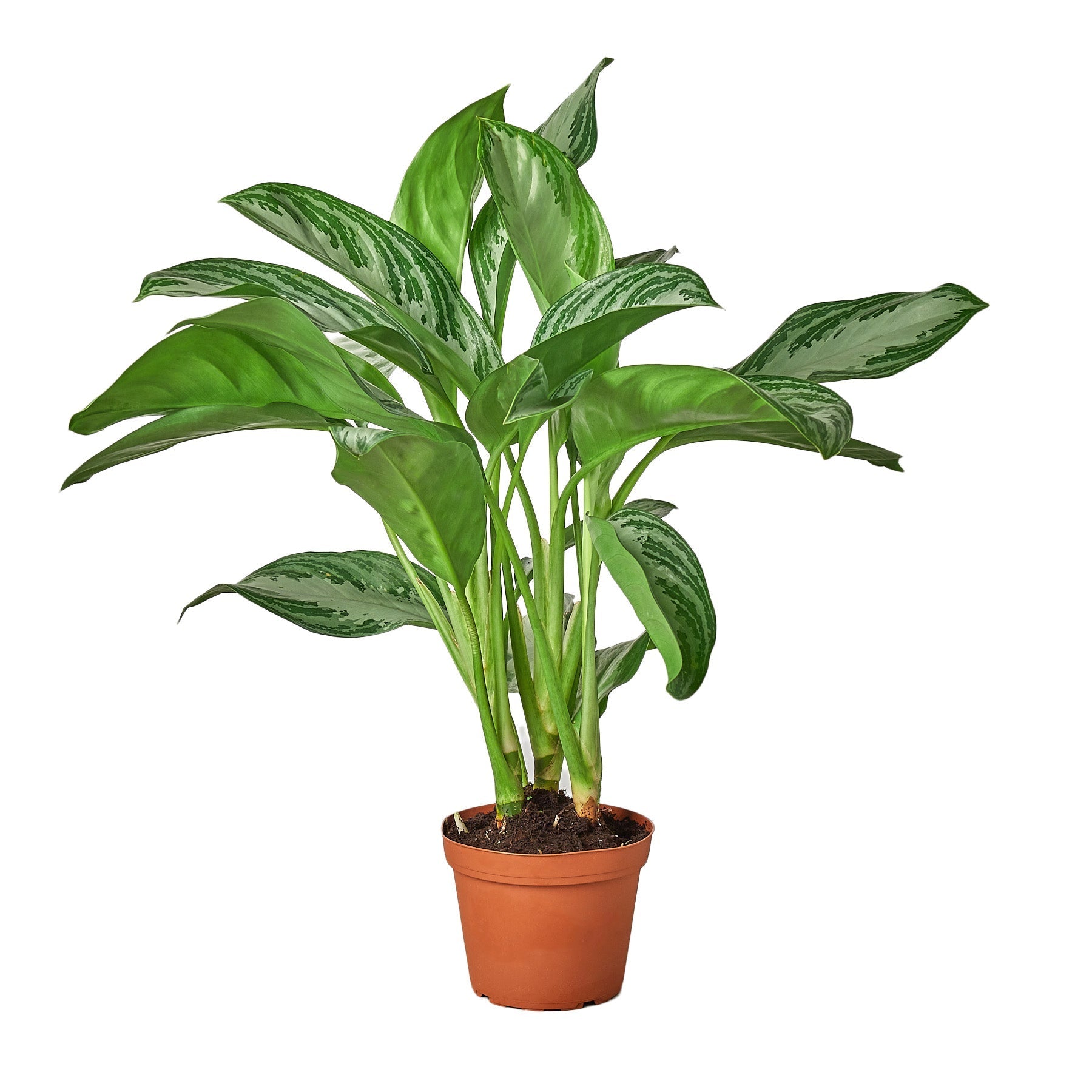 A potted plant with green leaves on a white background, perfect for those searching for top plant nurseries near me.