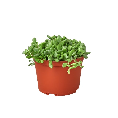 A small plant in a pot on a white background, available at the best plant nursery near me.