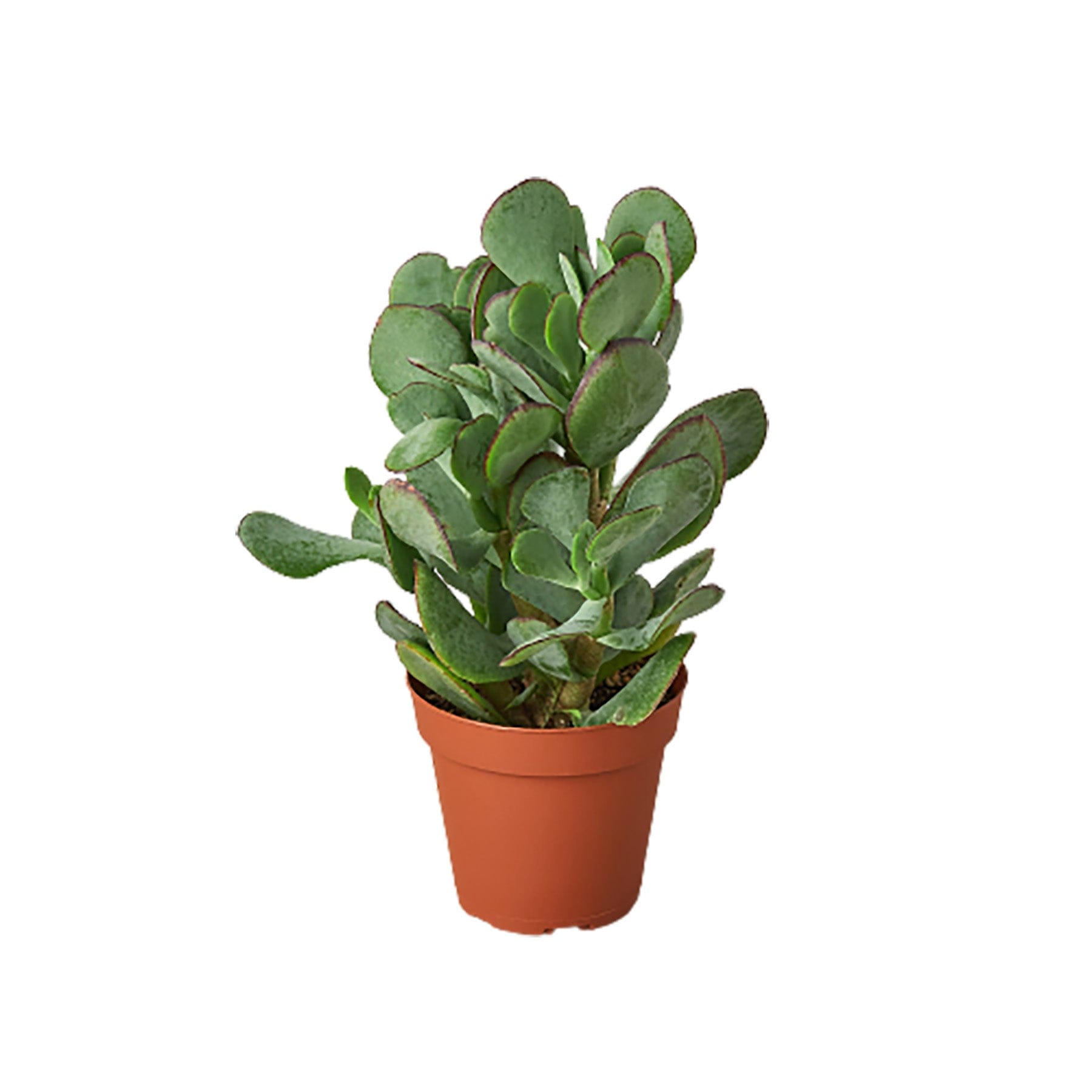 A small plant in a pot on a white background at one of the top garden centers near me.