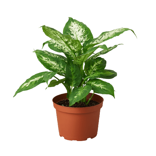 A vibrant plant in a pot on a sleek black background, available at the best plant nursery near me.