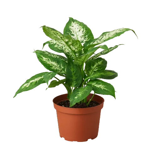 A vibrant plant in a pot on a sleek black background, available at the best plant nursery near me.