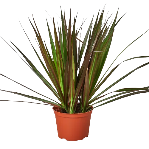 A potted plant with vibrant red and green leaves, available at top garden centers near me.
