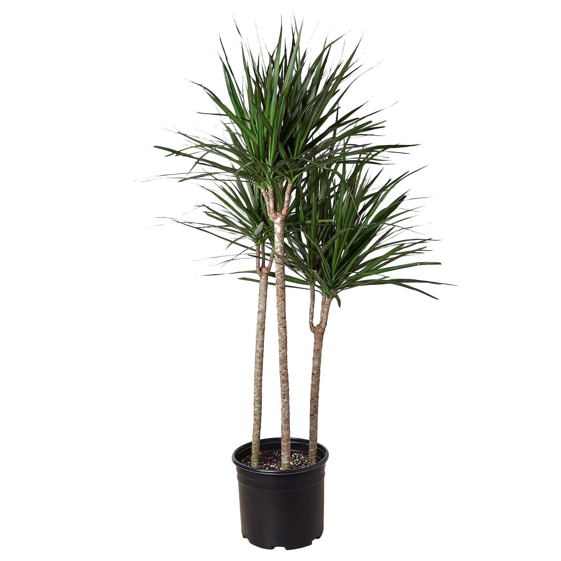 A palm tree in a black pot against a white background, available at the top garden centers near me.