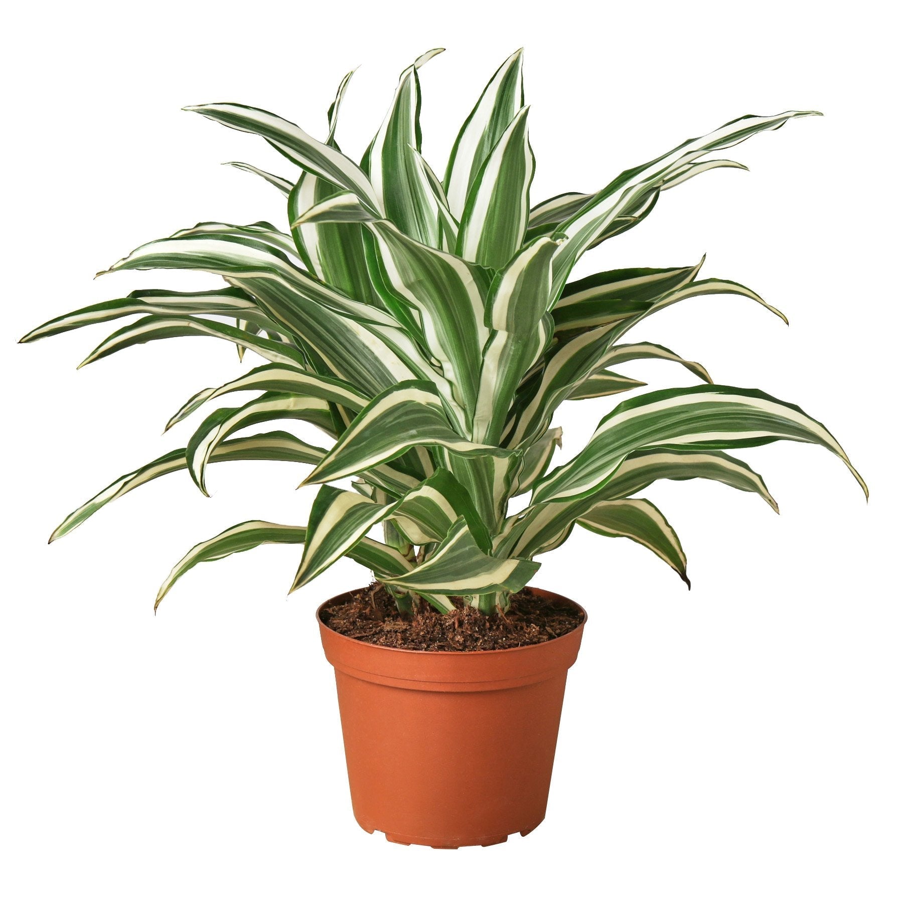 A snake plant in a pot on a white background, sourced from the best garden center near me.