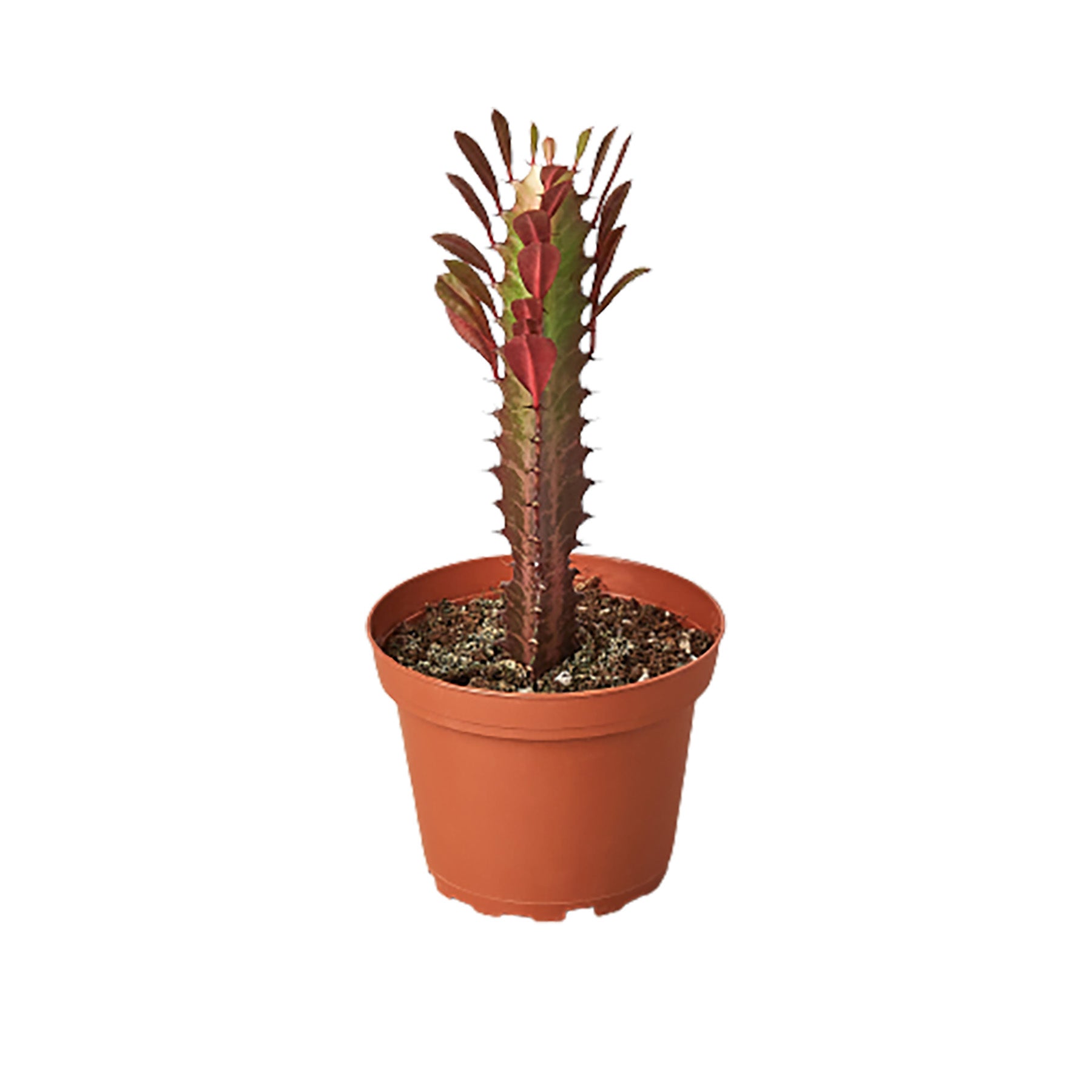 A cactus plant in a pot on a white background, available at one of the top garden centers near me.