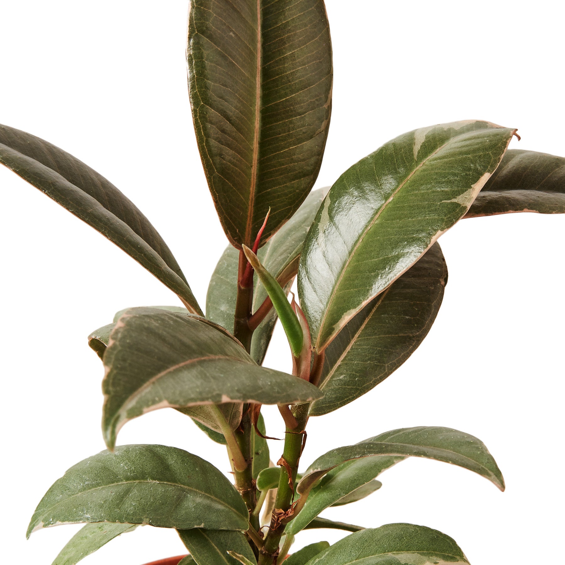 A potted plant with green leaves on a white background, available at top garden centers near me.