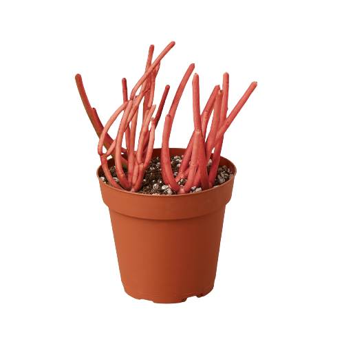 A red plant in a pot on a black background, showcased at one of the top plant nurseries.