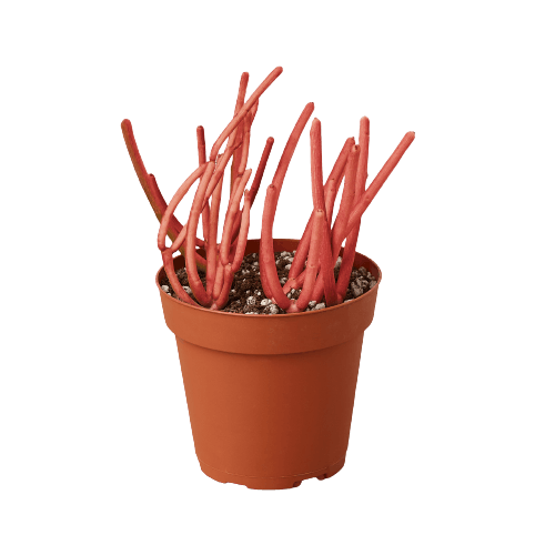 A red plant in a pot on a black background, showcased at one of the top plant nurseries.