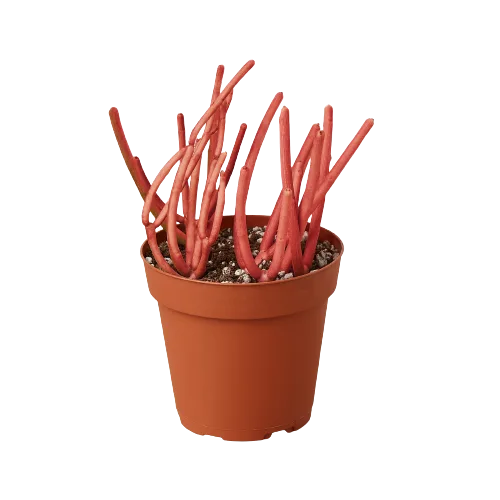 A red plant in a pot on a black background, showcased at one of the top plant nurseries.