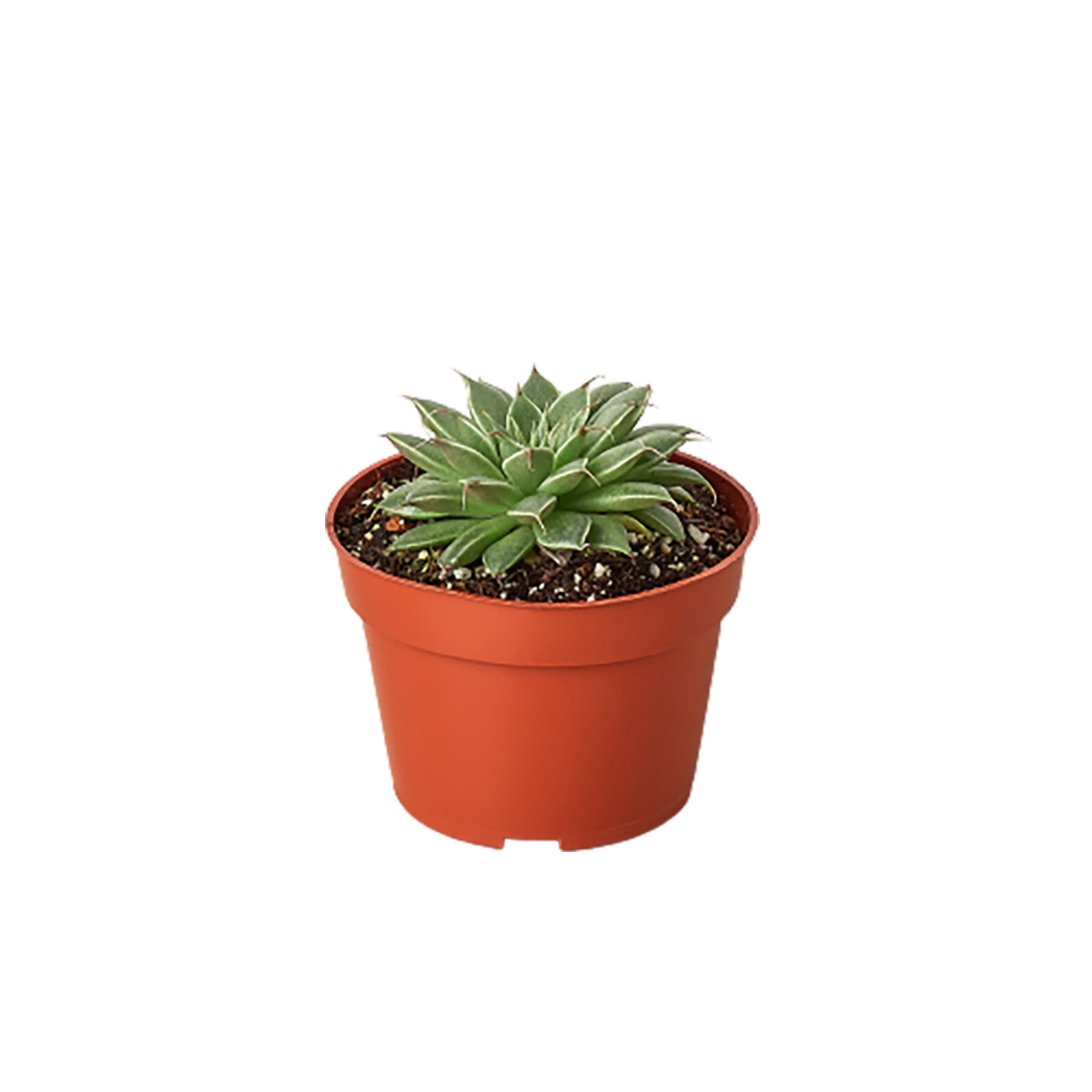 A small succulent plant in a pot on a white background, perfect for your garden or as an addition to your indoor plants collection.