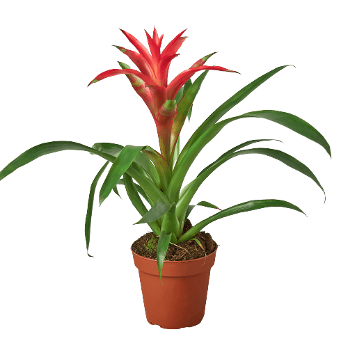 A red plant in a pot on a black background at one of the best plant nurseries near me.