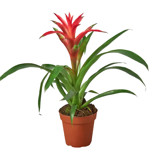 A red plant in a pot on a black background at one of the best plant nurseries near me.
