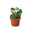 A small plant in a pot on a black background, available at the best garden center near me.