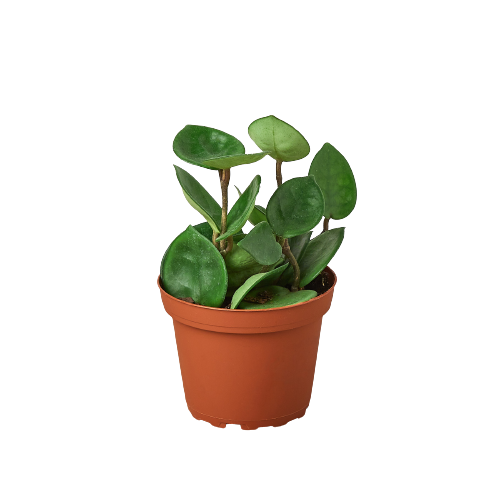 A small plant in a pot on a black background, available at the best garden center near me.
