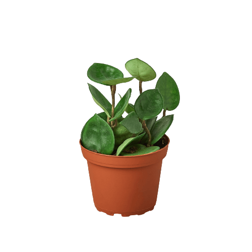 A small plant in a pot on a black background, available at the best garden center near me.