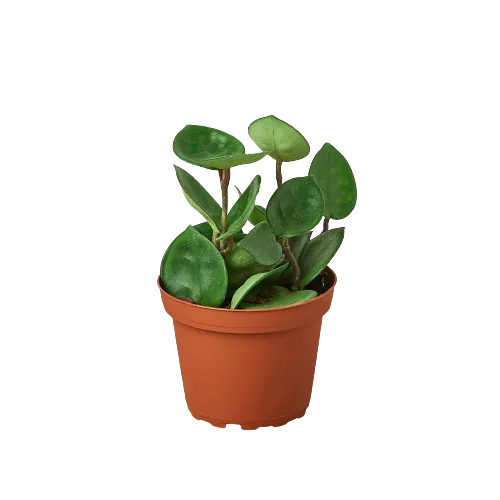 A small plant in a pot on a black background, available at the best garden center near me.