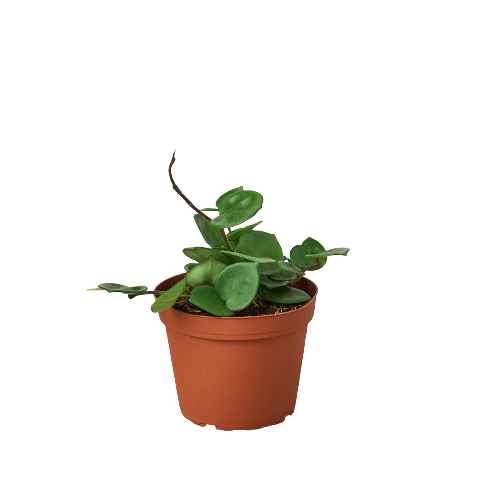 A small plant in a pot on a black background is showcased, highlighting its beauty and simplicity.