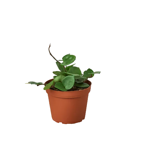 A small plant in a pot on a black background is showcased, highlighting its beauty and simplicity.