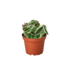 A cactus in a pot displayed on a black background at one of the top plant nurseries near me.