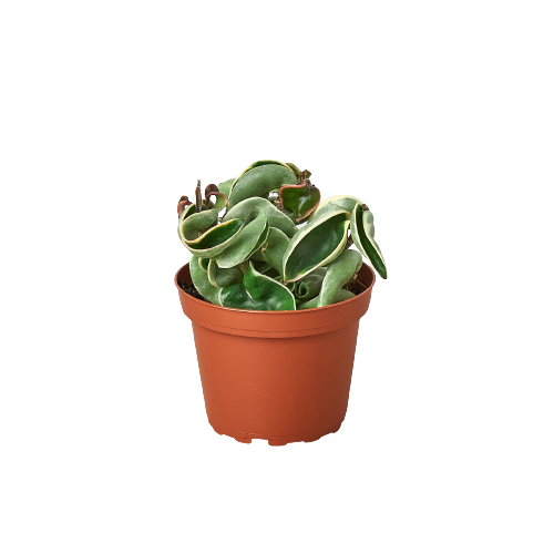 A cactus in a pot displayed on a black background at one of the top plant nurseries near me.