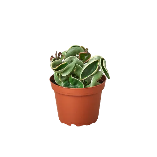 A cactus in a pot displayed on a black background at one of the top plant nurseries near me.