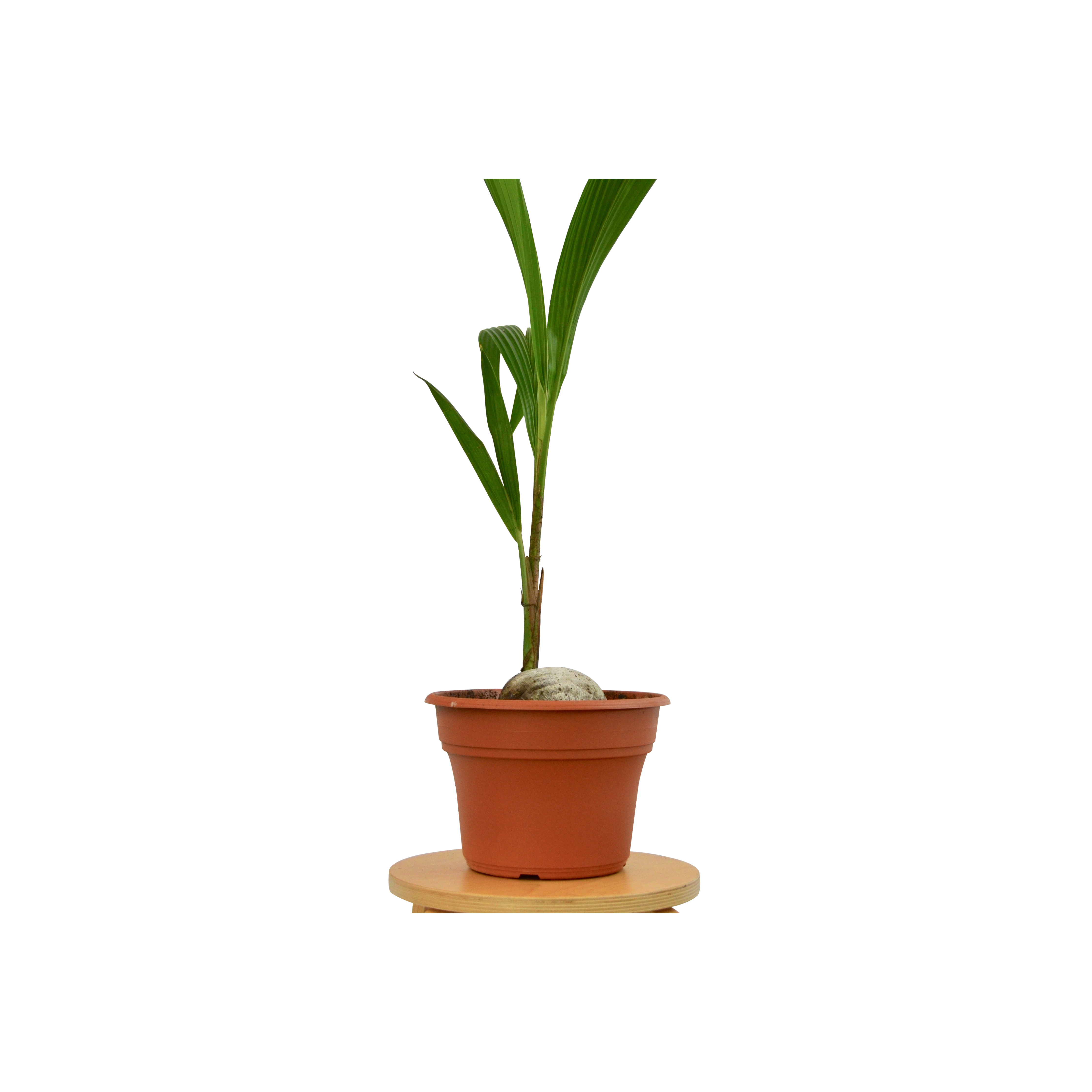 A small potted plant on a wooden stand, available at the top plant nurseries near me.