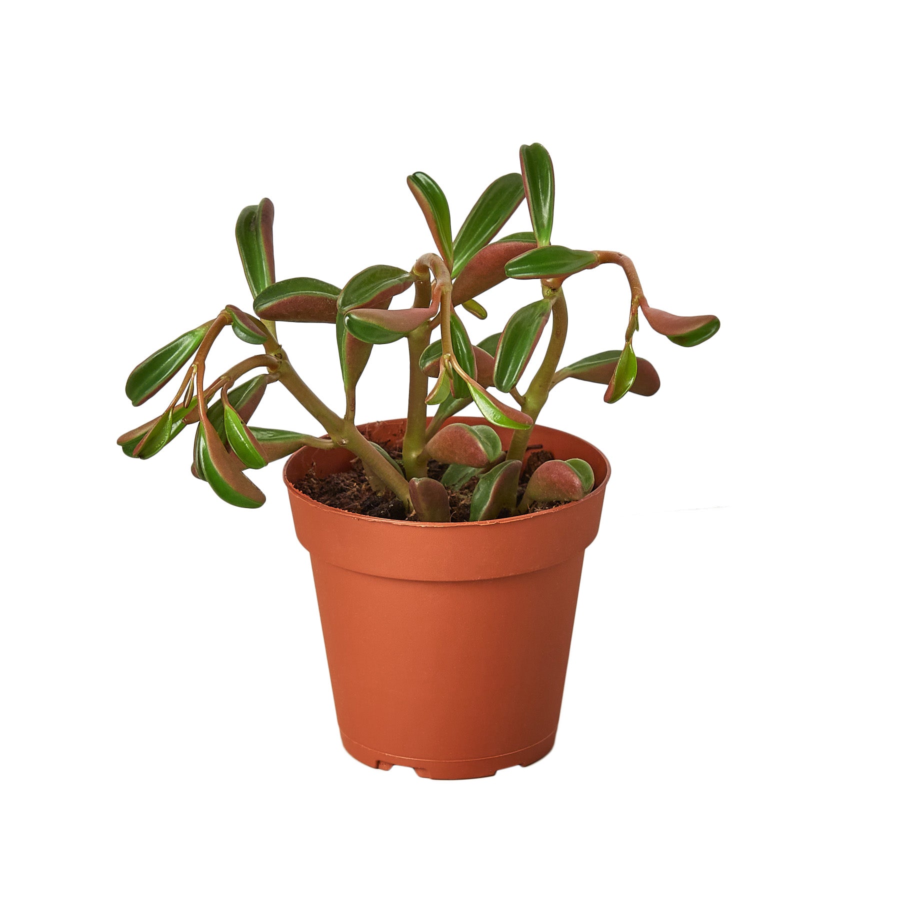 A small plant in a pot on a white background, perfect for your nearest garden center.