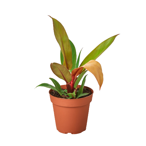 A vibrant plant in a pot on a black background, showcasing the beauty of plants sourced from top plant nurseries near me.