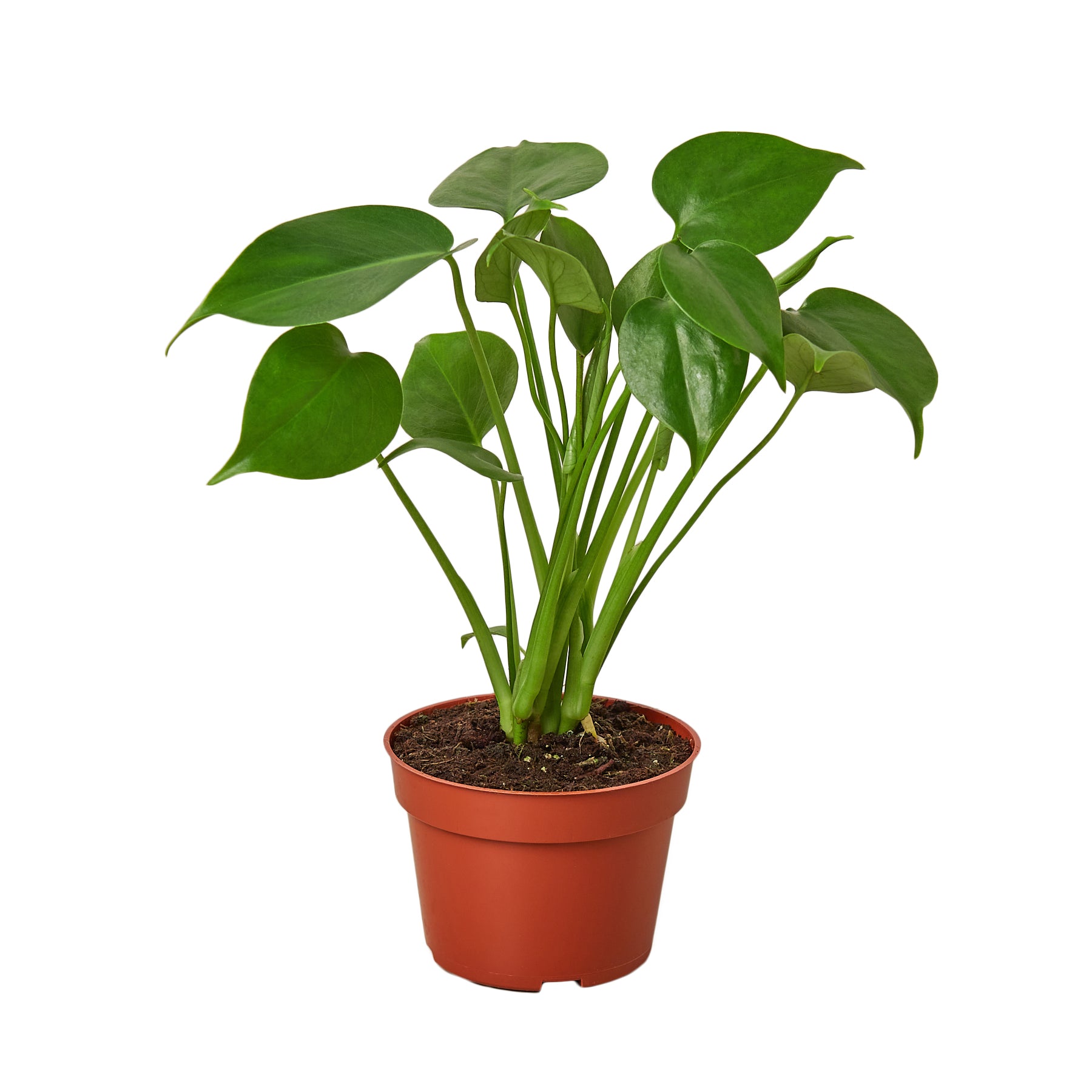 A small plant in a pot on a white background from the best plant nursery near me.