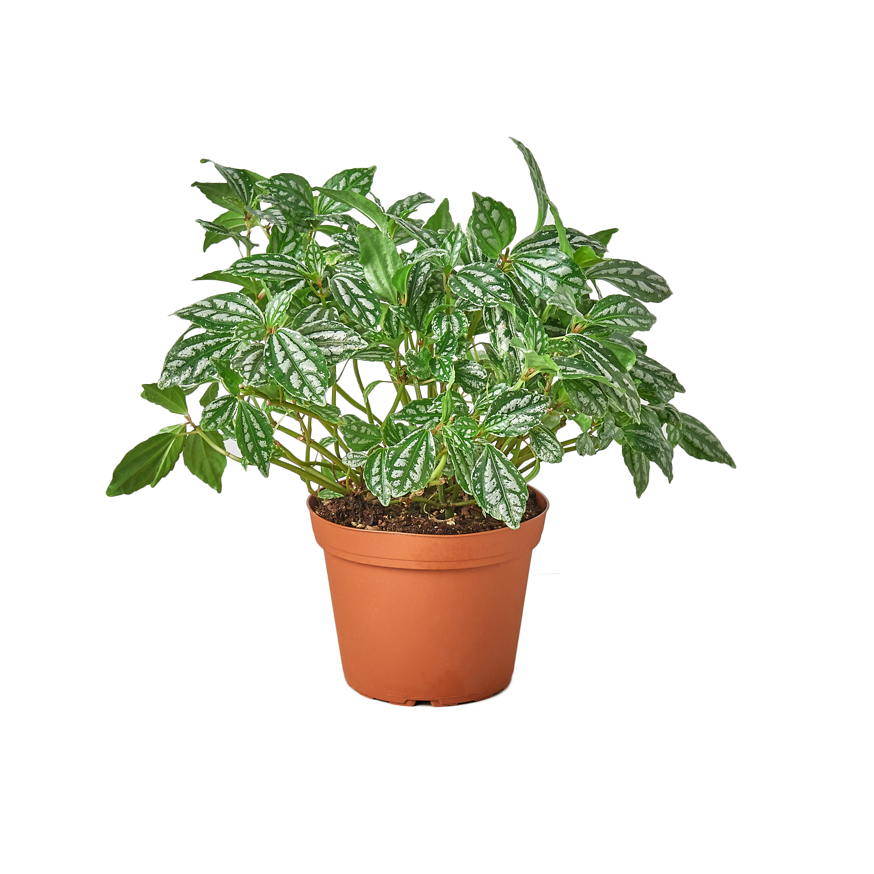 A small plant in a pot on a table at one of the best garden nurseries near me.