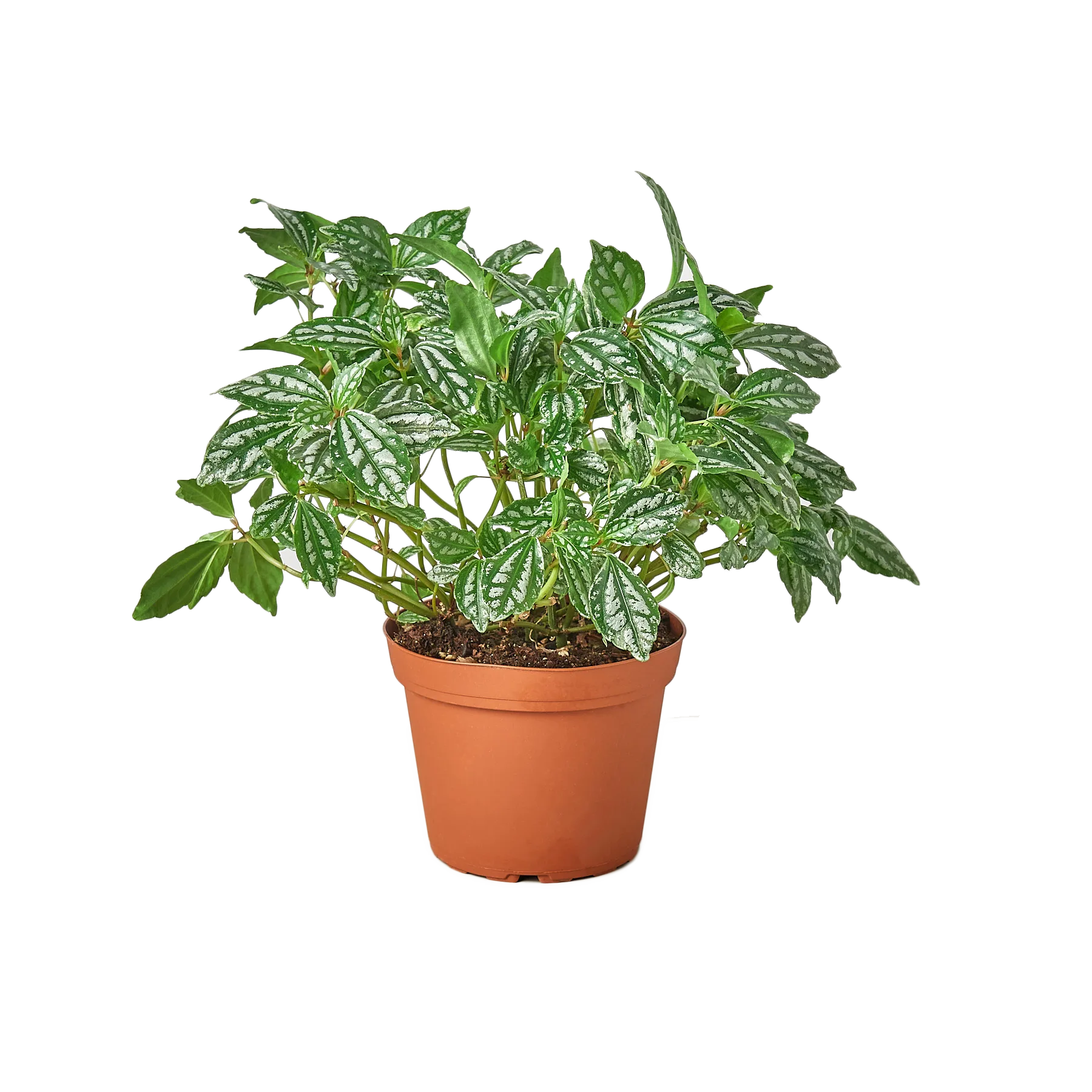 A small plant in a pot on a table at one of the best garden nurseries near me.
