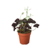A potted plant with black leaves on a black background, perfect for top garden centers near me.